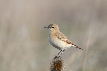 A perching Isabelline wheatear