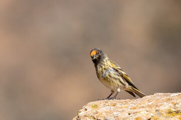 A red fronted serin