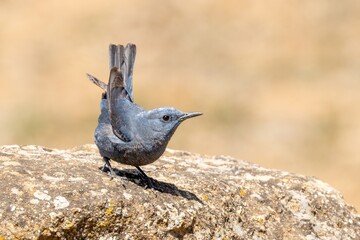 A blue rock thrush  posing and arousing its tail