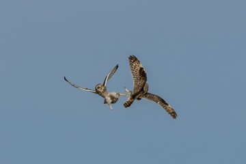 A pair of short-eared owls holding each others claw as they are flying