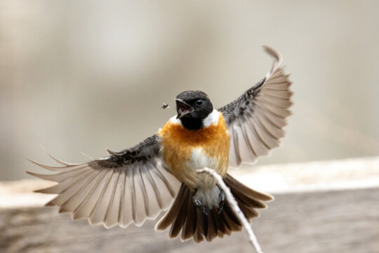 A european stonechat flying to hunt a fly  with all its beauty