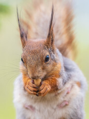 Obraz premium The squirrel with nut sits on a branches in the spring or summer.