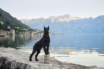 A black Schnauzer stands proudly on a seaside promenade. The still waters mirror the peaceful morning sky - 788651933