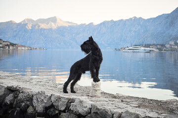 A black Schnauzer stands proudly on a seaside promenade. The still waters mirror the peaceful morning sky - 788652387