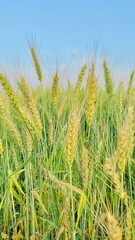 Wheat field in spring summer season. Agriculture scene.