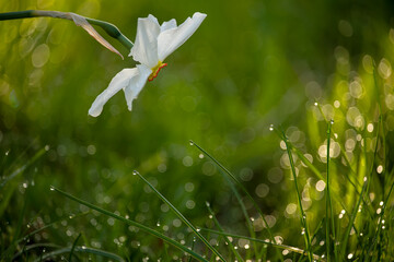 Beautiful daffodil flower in nature in morning outdoors in rays of sunlight  on background of grass...