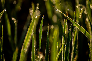 Original beautiful background of juicy freshgrass with dew drops illuminated by morning sun in...