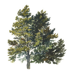 Vintage tree png illustration, transparent background.
