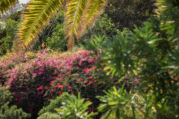Tropical greenery with palm leaves, field grass in the sun light during hot summer day