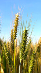 Green, gold ears of wheat under blue sky and clouds. Agriculture field scene vertical.