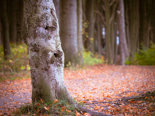 Herbst im Gespensterwald Nienhagen nahe Rostock