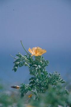 Flowering Yellow Horned Poppy (Glaucium flavum) against blue sky, Papavero cornuto (Glaucium flavum). Stintino, Saline, Sardegna, Italia