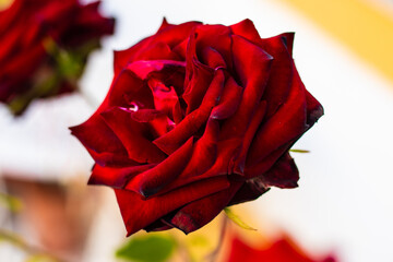 grande plano de uma rosa vermelha