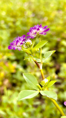 Beautiful close-up of trifolium pratense, red clover. Collect valuable flowers in the meadow in summer. Medicinal and honey plants.