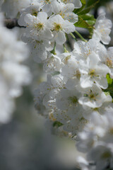 Wiosenne kwiaty wiśni, w promieniach słońca   © Marcin