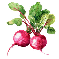 vegetable - 2 Beetroots are typically bulbous in shape with rough skin and vibrant flesh ranging in color from deep red to golden yellow to striped varieties.