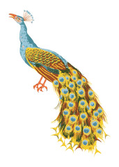 PNG Peacock bird illustration transparent background