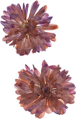 Pressed Cremon mum, dried floral png