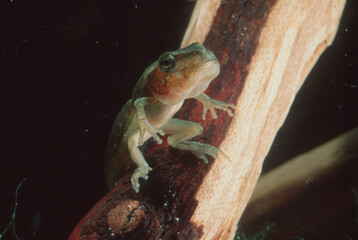 tadpole of Hyla arborea. Monte Limbara, Tempio, OT, Sardinia, Italy