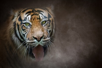 close-up portrait of a tiger in fog on a dark background