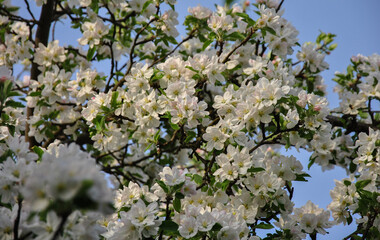 beautiful blooming apple tree. blossoming apple tree branch