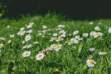 Wiosenne stokrotki rosnące na zielonym trawniku, w promieniach wiosennego słońca - obrazy, fototapety, plakaty