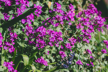 Fiolet wiosennych kwiatów w ogrodzie
