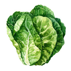 Fototapeta premium vegetable - Agreeable.Lettuce.illustration ,.watercolor