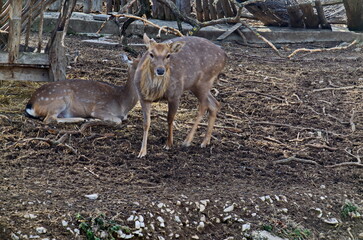View of a yard with a pair of Dama dama animals meeting outdoors, but the hind repels the roebuck,...