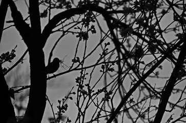 A sparrow carrying old twigs for a nest rests on a tree with fresh plum blossoms or Prunus domestica in the garden, Sofia, Bulgaria   