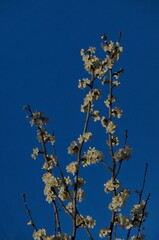 Branch with fresh bloom  of plum-tree  or Prunus domestica flower in garden, Sofia, Bulgaria 