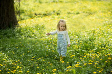 Fototapeta premium A beautiful little girl walks in a field of dandelions. Child's spring walks. A two-year-old girl with blond hair wearing yellow rubber boots