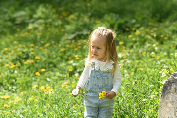 A beautiful little girl walks in a field of dandelions. Dandelion in the hands of a small child. A...