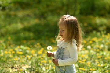 A beautiful little girl walks in a field of dandelions. Dandelion in the hands of a small child. A...