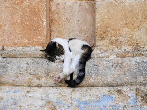 chats en Gr&egrave;ce