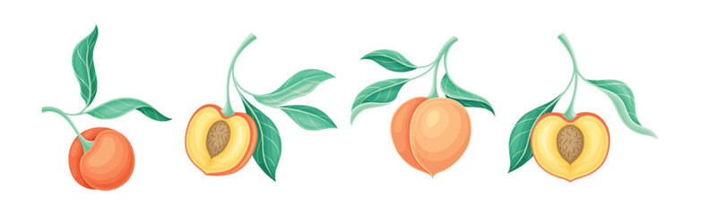 Peach Fruit Branch with Stem and Green Leaf Vector Set