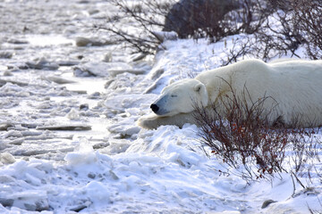 A polar bear near Churchill Canada taking a nap.