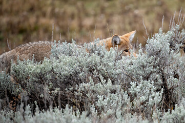 Coyote in the Sagebrush