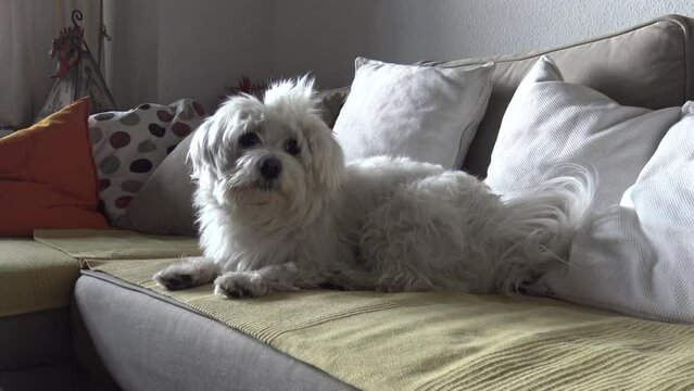 Bich&oacute;n Maltes en el sof&aacute;. Perrito blanco descansando en el sof&aacute;