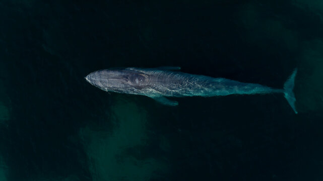 Aerial view of Blue Whale in ocean, Dunsborough, Western Australia, Australia.