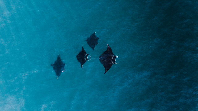 Aerial view of Manta Rays in Bali Sea, Badung, Indonesia.