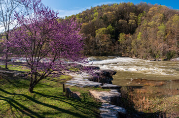 Valley Falls State Park near Fairmont in West Virginia on a colorful and bright spring day with redbud blossoms on the trees