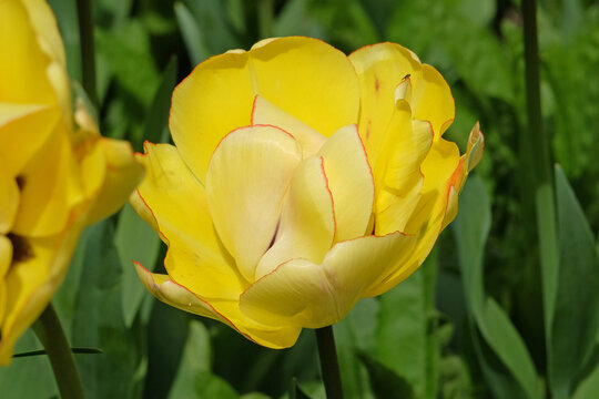 Yellow double tulip, tulipa ‘Akebono’ in flower.