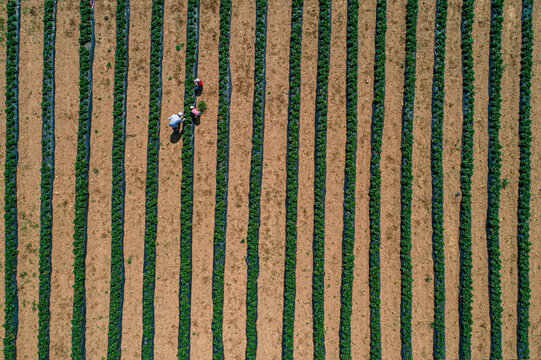 Aerial view of organic strawberry field in Ilgin, Konya, Turkey.