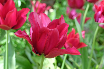 Deep pink purple lily flowered tulip, tulipa ‘Merlot’ in flower.