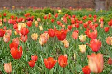 A bright and colourful red and orange drift of tulips in naturalised in grass.