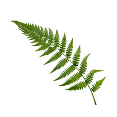 Isolated fern leaves on white background amidst lush foliage and greenery, portraying the beauty of nature in spring