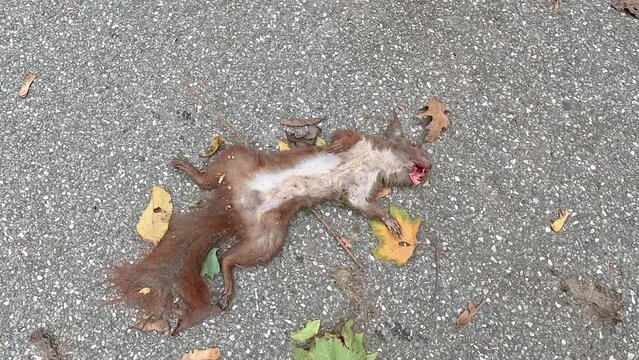 A squirrel hit on the road. Dead squirrel on the asphalt.