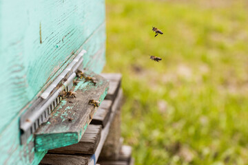 bees flying into the hive, filmed in early spring