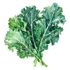 vegetable - Kale comes in several varieties, including curly kale, lacinato (also known as dinosaur...
